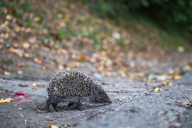 对球队的防 对球队的防